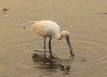 G (136) Spoonbill - Yala NP